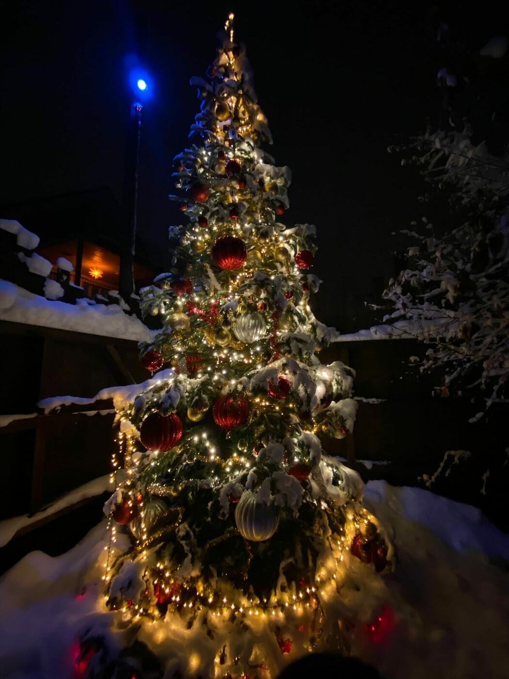 Weihnachtszauber im Park – Christbaum